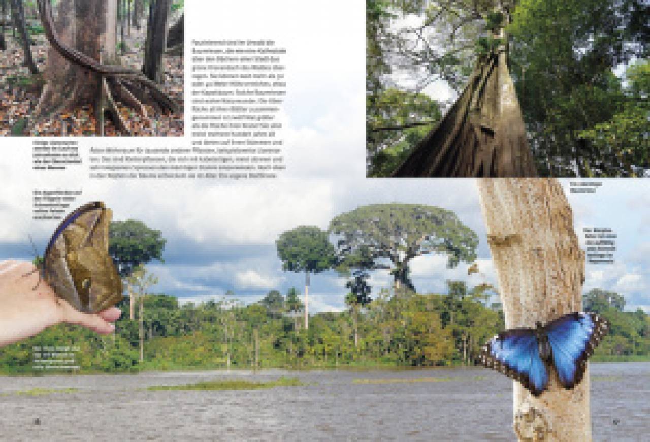 Entdecke den Amazonas-Regenwald